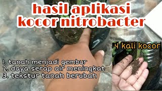 Hasil dari aplikasi nitrobacter  efek penggunaan nitrobacter pada tanaman [upl. by Ynots]