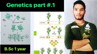 Genetics part1 Mendel Experiment  BSc 1st year Zoology 1st Semester  MSc  CSIR NET [upl. by Adelaida364]