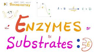 Enzyme Activity  Enzyme and Substrate  Key and Lock Theory vs Induced Fit Model  Biochemistry 🧪 [upl. by Sherj999]