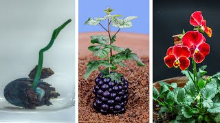 Plants Growing Time Lapse Compilation 484 Days [upl. by Jackelyn]