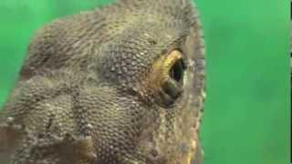 Funny FrillNecked Lizard aka Frilled Lizard or Frilled Dragon Chlamydosaurus kingii [upl. by Minda940]