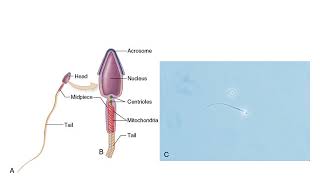 Chapter 12 Seminal Fluid Analysis [upl. by Swor]