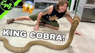 Close call with KING COBRA [upl. by Nathalie]