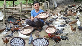 Selling bird eggs and wild chicken eggs Robert  Green forest life [upl. by Otrebcire]