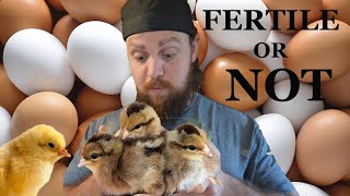 How to tell if your chicken eggs are fertile [upl. by Crow]