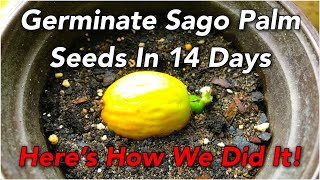 Germinate Sago Palm Seeds In 14 Days  Here’s How We Did It [upl. by Beesley]