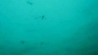 Diving Birds at Rathlin [upl. by Grace258]