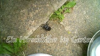 Ein Hirschkäfer im Garten [upl. by Aropizt178]