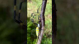 Invasive Joro Spiders Set to Arrive in NYC This Summer JoroSpiders NYCSummer InvasiveSpecies [upl. by Walt]