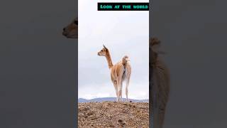 The Vicuña Andes Golden Fleece [upl. by Nosilla]