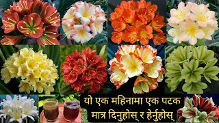 Clivia Plant को हेरचाह कसरी गर्नु  Clivia Plant मा धेरै मात्रामा फूल फुलाउनु केके गर्नु पर्छ [upl. by Abelard530]