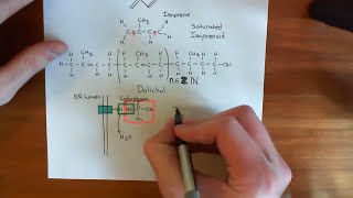 NLinked Glycosylation Part 2 [upl. by Buckingham]