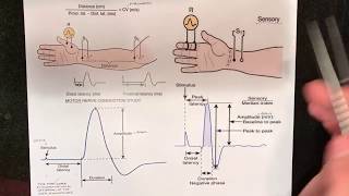 Nerve Conduction Studies NCV Fundamentals [upl. by Lubow433]