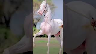 Captain ka liya dost la au❤️🙏 horse horselover horseriding explore subscribe [upl. by Antrim]