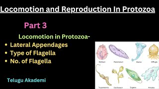 Locomotion and Reproduction Part 3 flagella lateral appendages telangana neet zoology [upl. by Anelyak566]