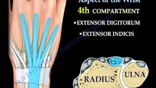 Anatomy Of The Dorsal Aspect Of The Wrist  Everything You Need To Know  Dr Nabil Ebraheim [upl. by Ahsenev853]