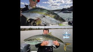 Yellowtail Kingfish In Australia The big picture and hard questions [upl. by Fabian]