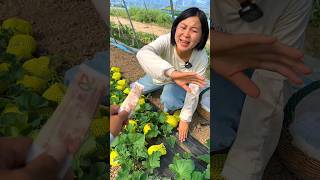 Amazing Fresh Cucumber Fruit Farming by Rural Farmer 🥰 shorts cucumber youtubeshorts [upl. by Naujaj471]