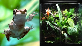 Milk Frog Vivarium STEP BY STEP Ecosystem DIY [upl. by Barnett874]