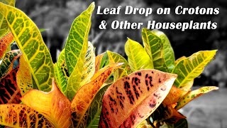 Leaf Drop on Crotons amp Other Houseplants  Croton  Ficus  Hibiscus etc [upl. by Niemad210]