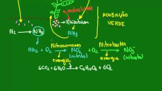 Ação das bactérias livres no ciclo do Nitrogênio  Ecologia  Biologia [upl. by Ydahs]