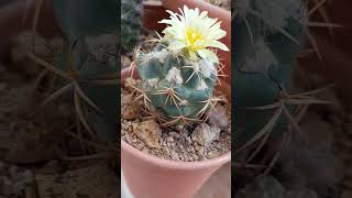 Coryphantha elephantidens [upl. by Llewoh]