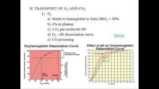 Respiratory System  Physiology  Part 1 [upl. by Joellen]