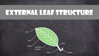 External Leaf Structure  Plant Biology [upl. by Iglesias632]