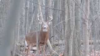 cerf de virginie période du rut part 5 longueuil [upl. by Nadnal]