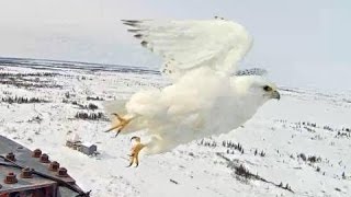 Gyrfalcon Exploreorg March 5 2016 [upl. by Kamila]