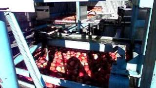 Wakes Fruit Co Apple Packhouse Plunge dump [upl. by Ressay]