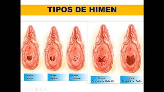 ANATOMIA DEL APARATO GENITOURINARIO FEMENINO [upl. by Nannerb]