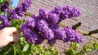 Lilac Tree With Flowers  Syringa Vulgaris Pics [upl. by Ashlee]