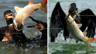 Fishing with Great Cormorant Birds  Incredible fishing qualified Bird [upl. by Aihsile521]