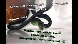 Анбоксинг змеиных детей кусачая самка и пугливый самец Зеленый полоз  Gonyosoma oxycephalum [upl. by Eicrad]