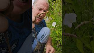 Bindweed calystegia sylvatica invasivespecies permaculture gardening explore adventure [upl. by Arac]