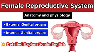 Female Reproductive System  Anatomy and Physiology  Human Reproduction  Biology [upl. by Veneaux152]