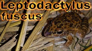 Canto de anúncio de Leptodactylus fuscus gravado ao vivo em HQ para os amantes de Anuros [upl. by Hogarth622]