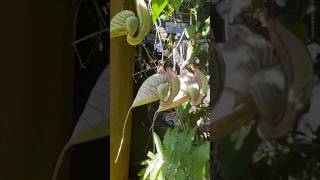 Aristolochia grandiflora or Pelican flowercreeper [upl. by Anilah661]