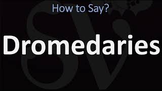 How to Pronounce Dromedaries CORRECTLY [upl. by Dygal]