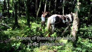 Logging In The Woods With The Horses [upl. by Stanfield]