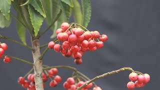 Ardisia plant pruning and seed collection for germination Part 2 [upl. by Conrad]