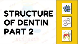 Dentinal Tubules  Dentin Histology  Structure of Dentin [upl. by Evy882]