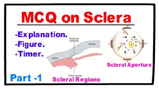 MCQ on Sclera  Part 1 [upl. by Rajewski]