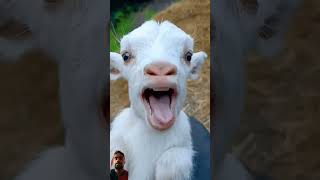 kuzu Sesi babygoats goat funny goatgoat cute animals [upl. by Madda]