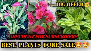 NEW THAILAND VERITY PLANTS AVAILABLE FOR GARDEN🥳🤩 PLANTS PLATFORM🌿 KOLKATA 👍 CONTACT  7439673169 [upl. by Ronoel118]