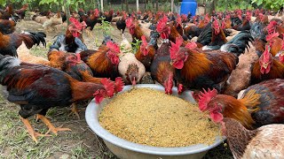 The process of raising native chickens from 1 day old to adulthood  chicken farm [upl. by Esyak688]