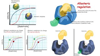 Allosteric regulation of enzymes Introduction [upl. by Lala]