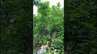 Kanuga plantbest for Skin problems teeth problemsSeedsBeraduLeavesOilayurveda garden [upl. by Dobb]