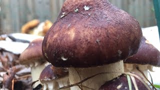 Growing a Wine Cap Garden Mushroom Bed  Stropharia rugosoannulata [upl. by Manya]